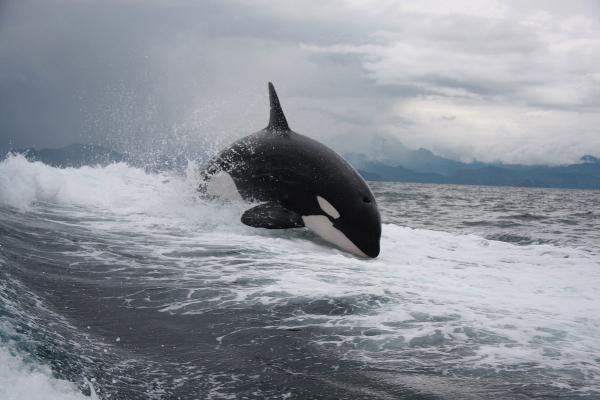 Outpost Charters - whale watching tour